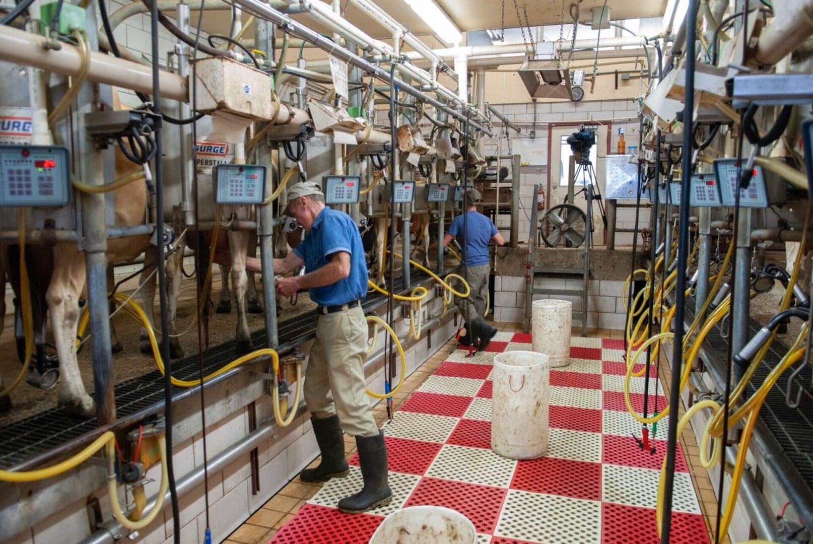 Dairy workers operating milking machines in a barn, standing on a red and white checkered floor with cows lined up in stalls.